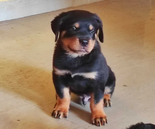 Buy Rottweiler puppy in Bangalore