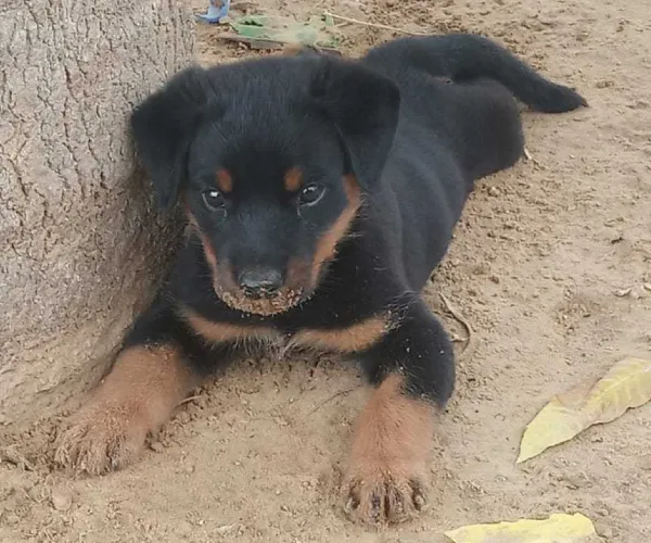 Buy Rottweiler puppy in Pune