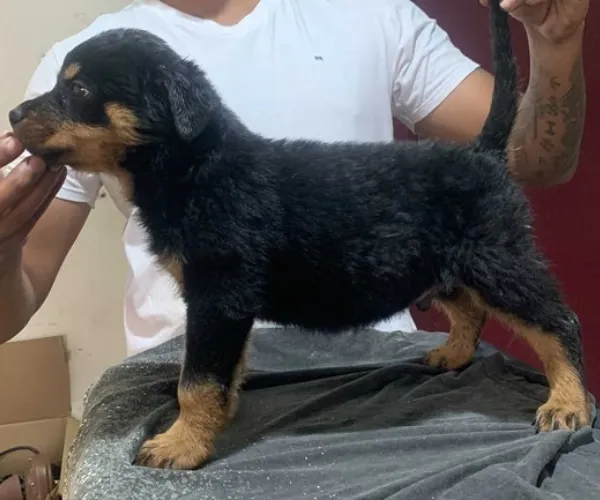 Buy Rottweiler puppy in Chennai
