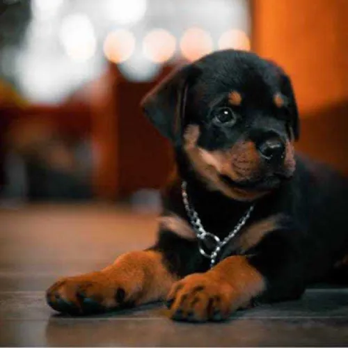 Buy Rottweiler puppy in Delhi