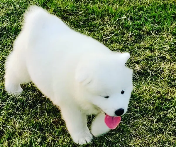 Buy Samoyed puppy