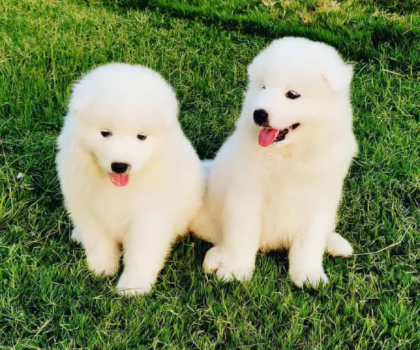 Buy Samoyed puppy