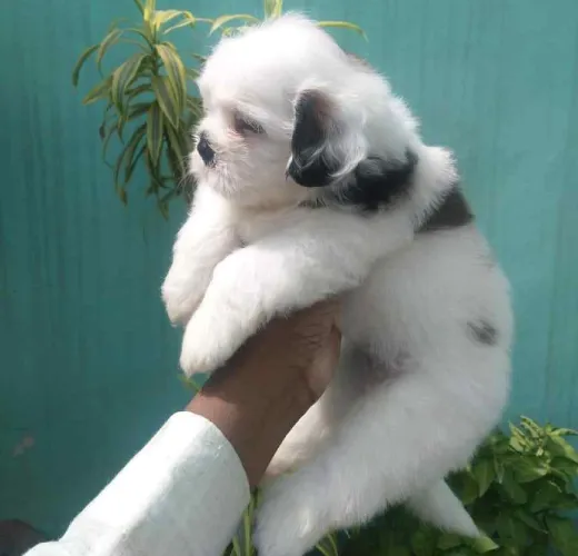 Buy Shih Tzu  puppy in India