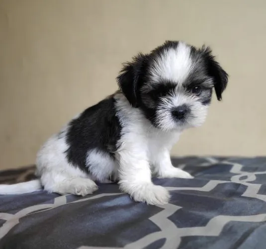 Buy Shih Tzu puppy in Delhi