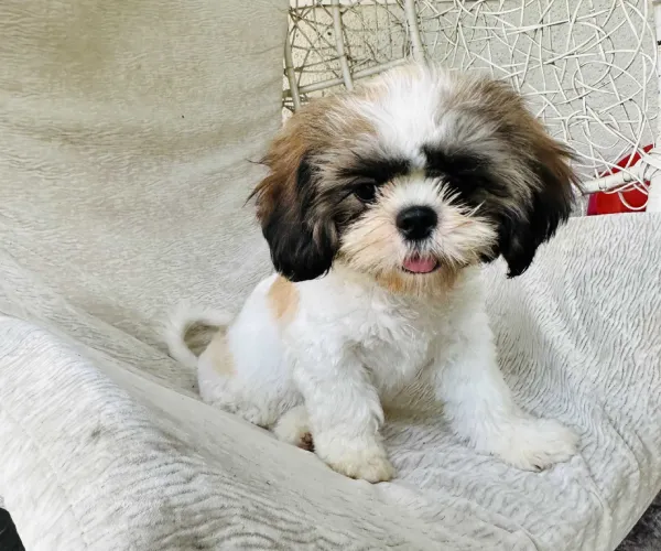 Buy Shih Tzu puppy in Bangalore