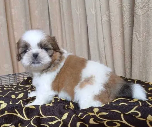 Buy Shih Tzu  puppy in India