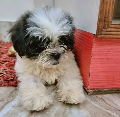 Buy Shih Tzu puppy in Chennai
