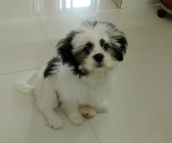 Buy Shih Tzu puppy in Chennai
