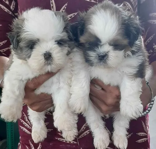 Buy Shih Tzu puppy in Pune