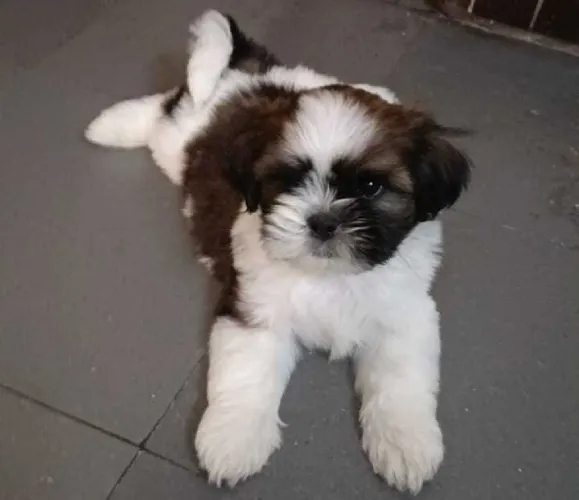 Buy Shih Tzu puppy in Hyderabad