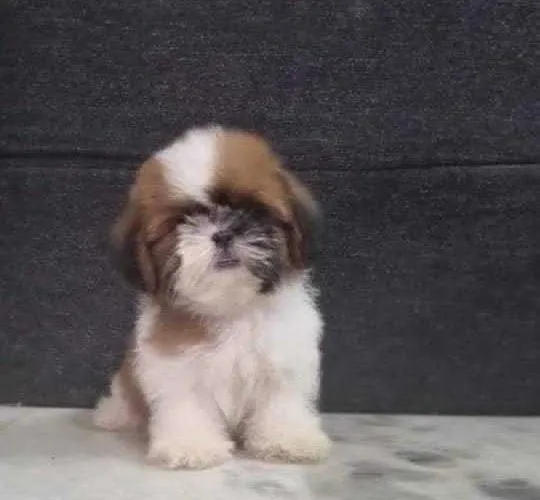 Buy Shih Tzu puppy in Hyderabad