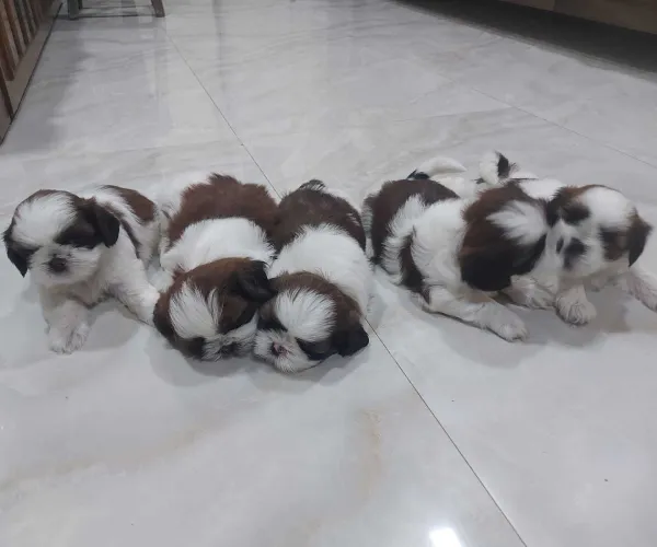 Buy Shih Tzu puppy in Mumbai