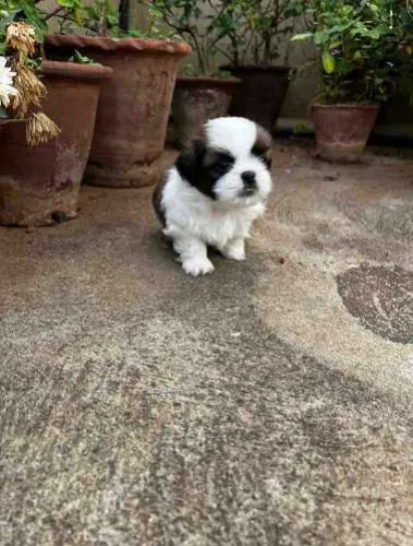 Buy Shih Tzu puppy in Pune