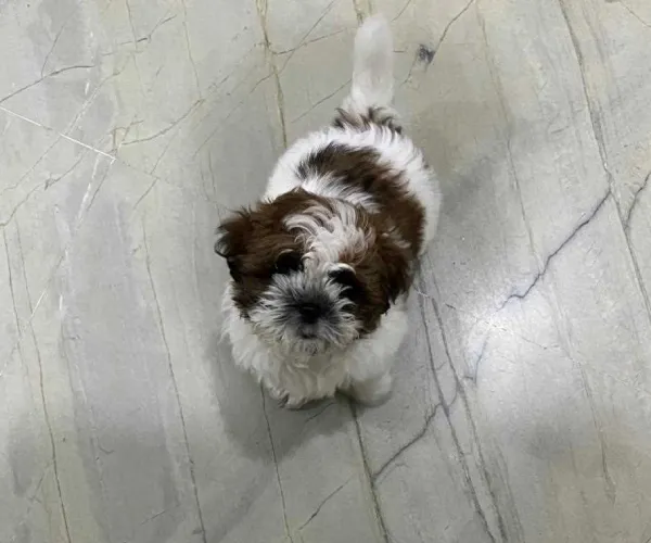 Buy Shih Tzu puppy in Mumbai