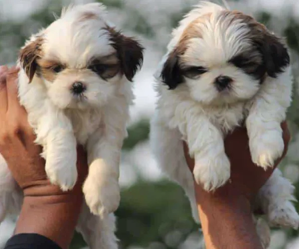 Buy Shih Tzu puppy in Delhi