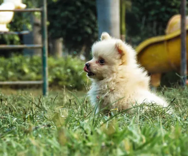 Buy Toy Pom puppy in Delhi