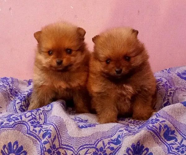 Buy Toy Pom puppy in Bangalore