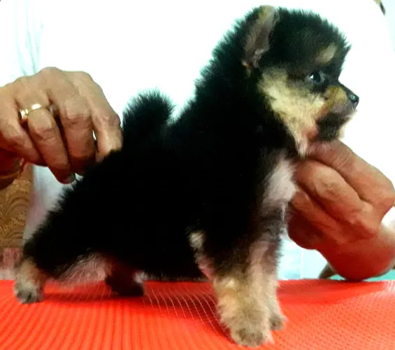 Buy Toy Pom puppy in Bangalore