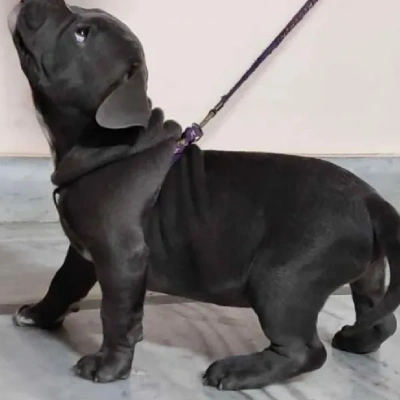 Buy American Bully online