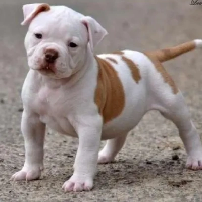 American Bully puppy for sale