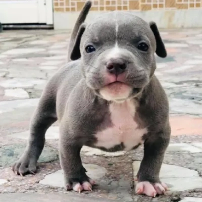 American Bully puppies