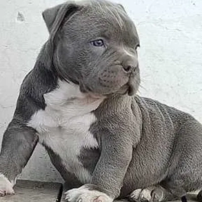 American Bully dog