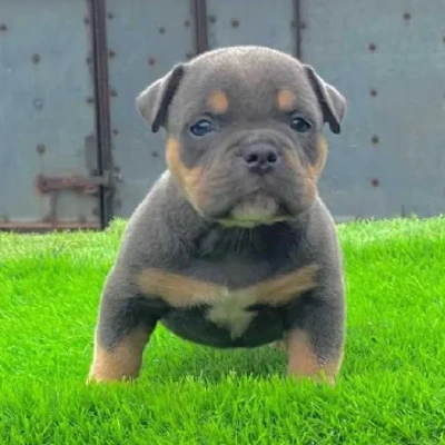 American Bully dog online