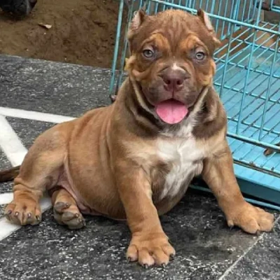 American Bully puppy for sale in india