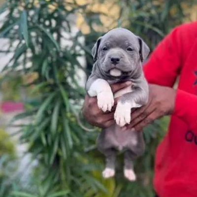 available American Bully puppies