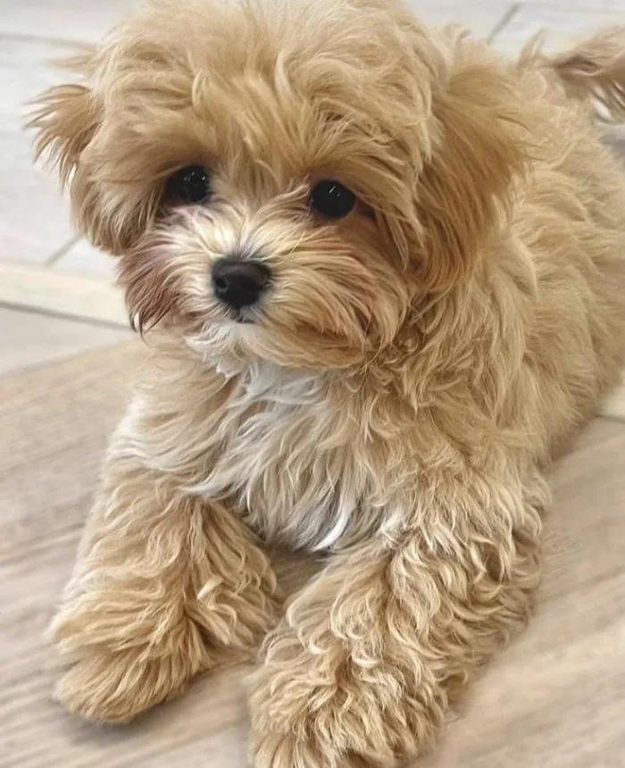 Introduction to Maltipoo Dog Breed