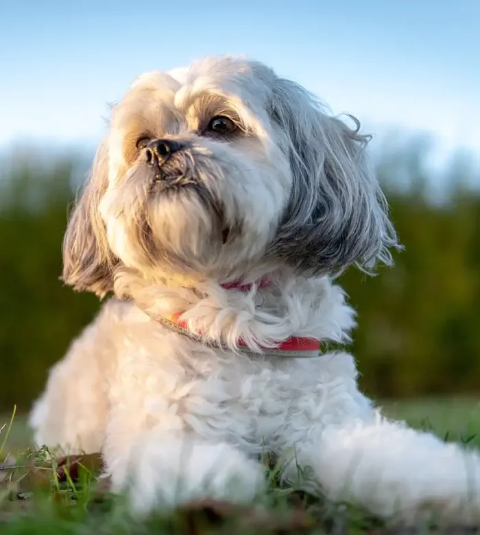 Why to Choose Shih Tzu