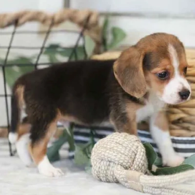 Buy Beagle online