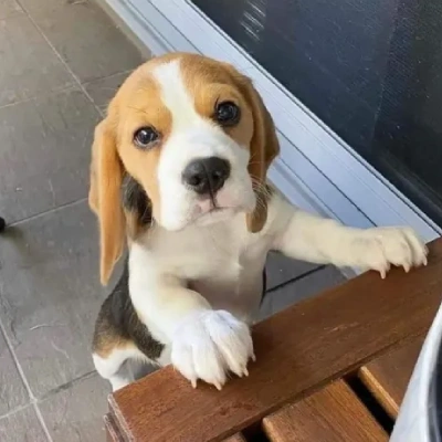 Beagle puppy for sale