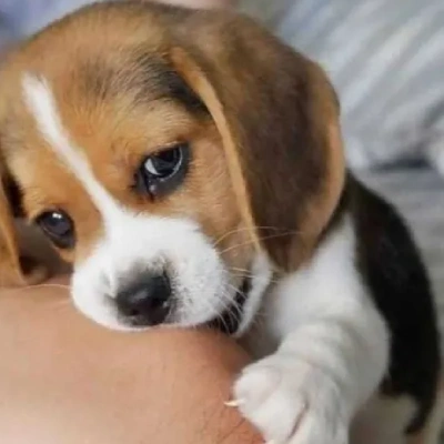 Beagle puppies