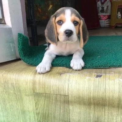 Beagle dog