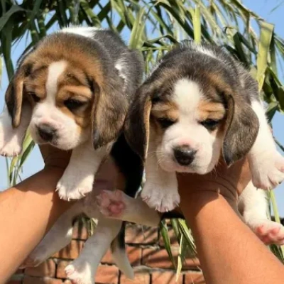 Beagle puppy for sale in india