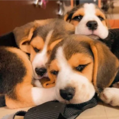 available Beagle puppies