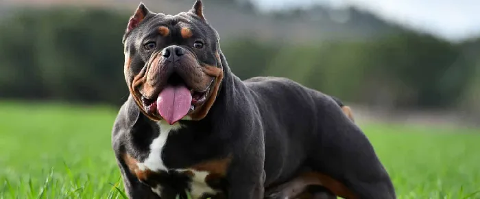 American Bully puppies for sale in India