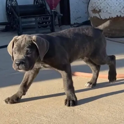 Buy Cane Corso online