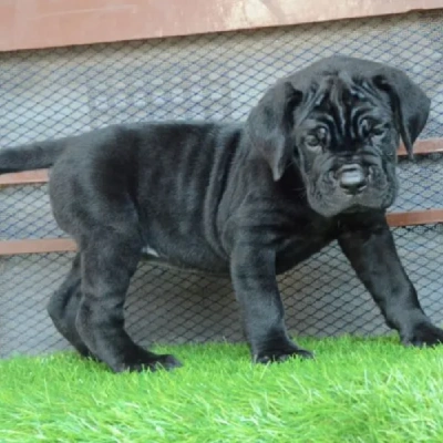 Cane Corso puppies