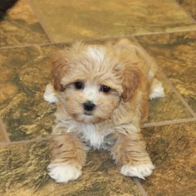 Buy Cavapoo