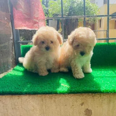 Buy Cavapoo online