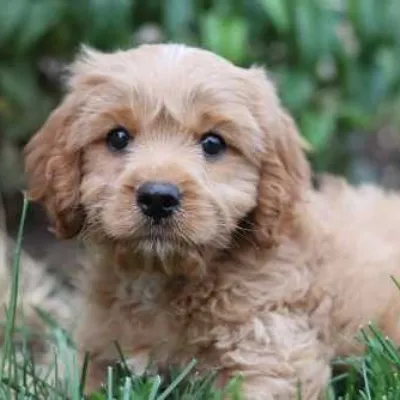 Cavapoo puppy for sale