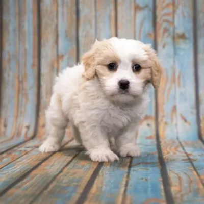 Cavapoo puppies