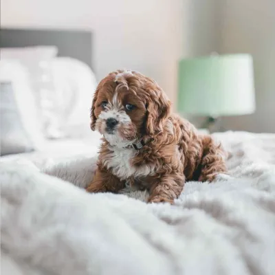 Cavapoo dog
