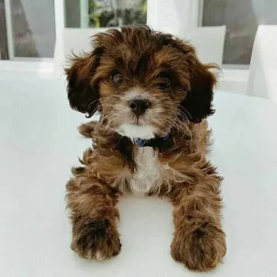 Cavapoo dog online