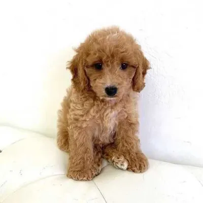 Cavapoo puppy for sale in india