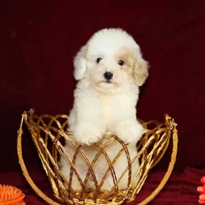 Cavapoo
