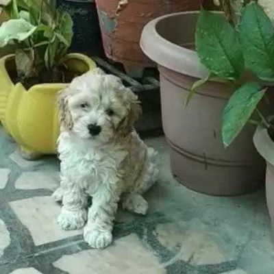 available Cavapoo puppies