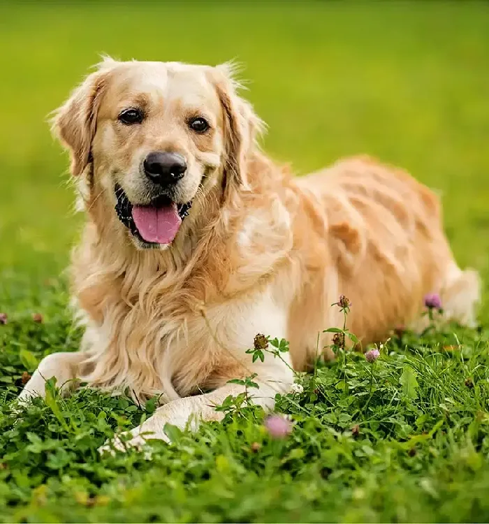 Why to Choose Golden Retriever